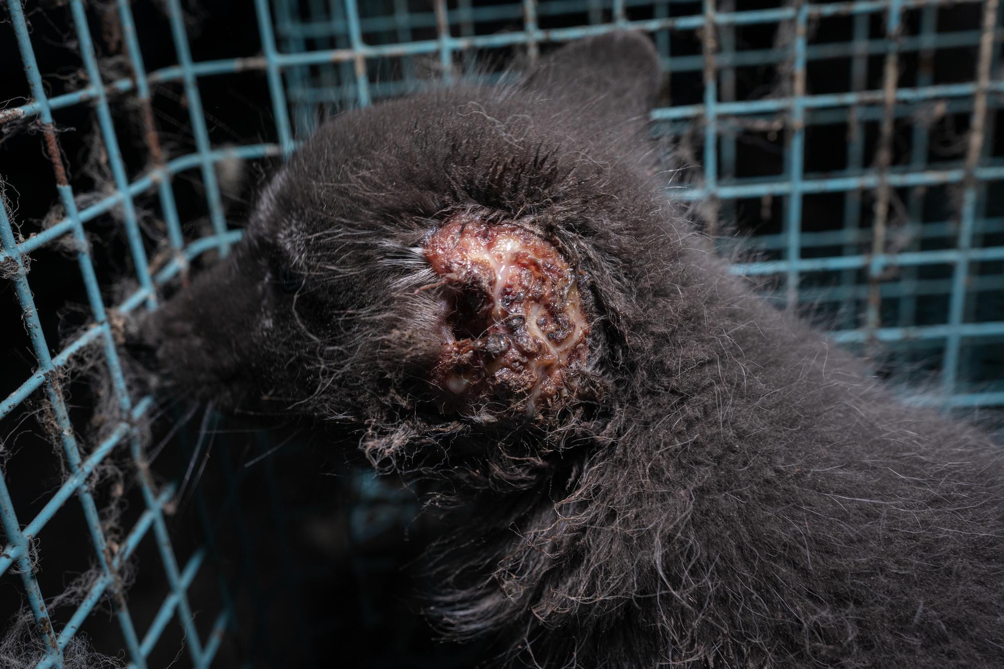 Investigación granjas peleteras Finlandia